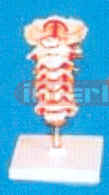 GIANT CERVICAL VERTCOLUMN